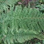 Polystichum setiferum Φύλλο