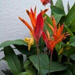 Heliconia psittacorumLorea