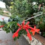 Tecomaria capensis Bloem