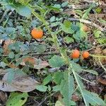 Solanum capsicoides Vrucht