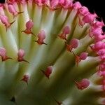 Euphorbia lactea Flower