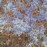 Eryngium triquetrum Folio