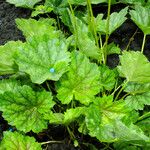 Ageratum houstonianum Blatt