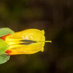 Cerinthe major Flower