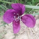Roemeria hybrida Λουλούδι