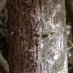 Talipariti tiliaceum Bark