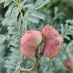 Prosopis farcta Fruchs