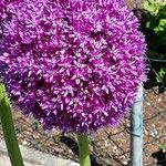 Allium giganteum പുഷ്പം