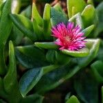 Mesembryanthemum cordifolium Flower
