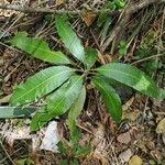 Mangifera indica Blatt