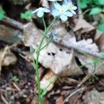 Myosotis sylvatica 花