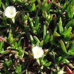 Carpobrotus chilensis Hoja