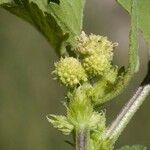 Xanthium pungens Flor