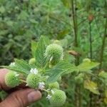 Hyptis capitata Blüte