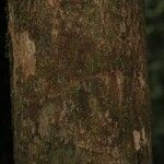 Pouteria grandis Bark