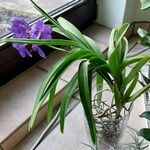 Vanda coerulescens Costuma