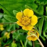 Geum × intermedium ফুল