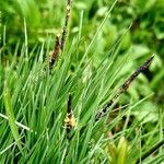 Carex nigra Blüte