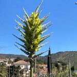 Puya chilensis ᱵᱟᱦᱟ