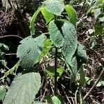 Achyrospermum urens Hábitos