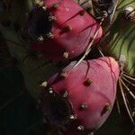 Opuntia dillenii Fruit