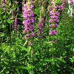 Lythrum salicaria Habitat