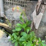 Talinum paniculatum 花