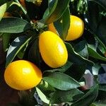 Citrus japonicaफल