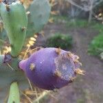 Opuntia dillenii Fruit