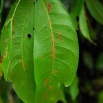 Julbernardia pellegriniana Hoja