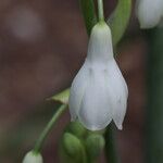 Galtonia candicans Flower