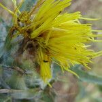 Carthamus lanatus Flor