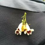 Pandorea pandorana फूल