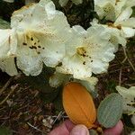 Rhododendron lanatum Blomma