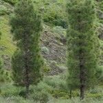 Pinus canariensis List