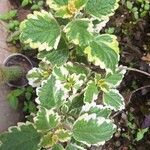 Coleus madagascariensis Leaf