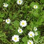 Anthemis arvensis Fiore