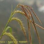 Carex perraudieriana Flor