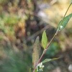 Persicaria mitis पत्ता