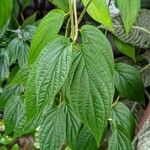 Piper dolichotrichum Leaf