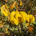 Ononis ramosissima Flower