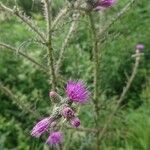 Cirsium palustreFlower