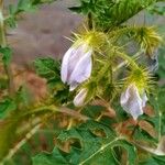 Solanum sisymbriifolium Blüte