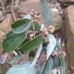 Cryptocarya transversa Hoja