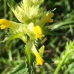 Rhinanthus major Blomma