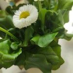 Bellis rotundifolia Leaf