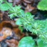 Stachys sylvatica Frugt