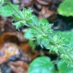 Stachys sylvatica Frutto