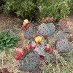 Opuntia macrocentraBlatt