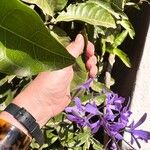 Petrea volubilisFiore